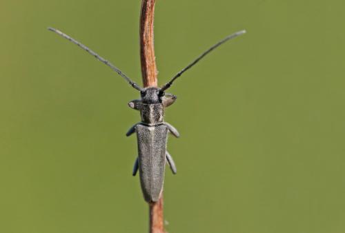 Phytoecia nigricornis